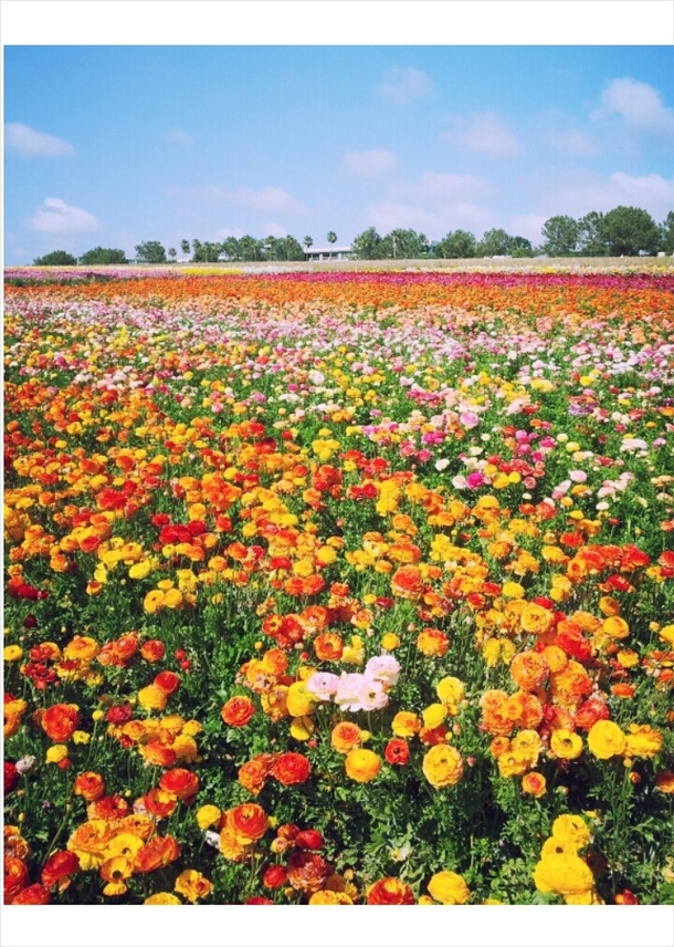 Carlsbad Flower Fields CA in full bloom OC Photorator