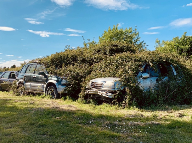Cars getting reclaimed by nature in Cambridgeshire UK