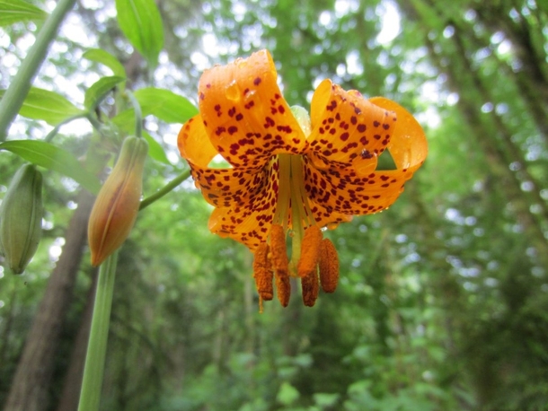 Cascade Lily Lilium columbianum in the Wild 
