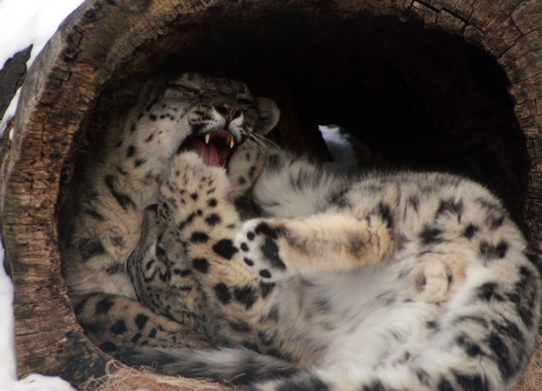 Cat got your tongue - Snow Leopard Uncia uncia 