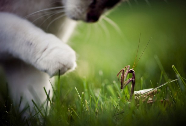Cat vs Mantis 