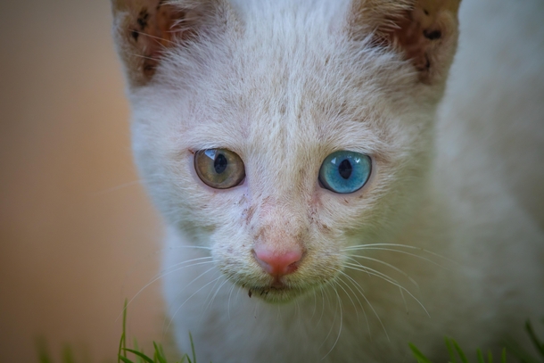 Cat with beautiful eyes
