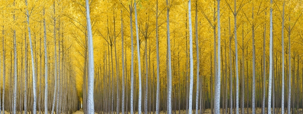 Cathedral Forest outside of The Dalles Wasco County Oregon  by Rodney Lough Jr