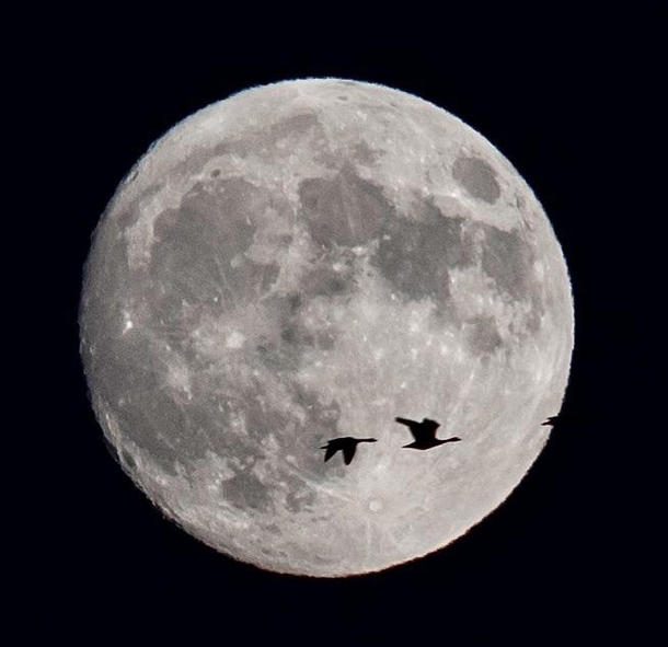 Caught a couple Canada Geese passing by as I was imaging the moon 