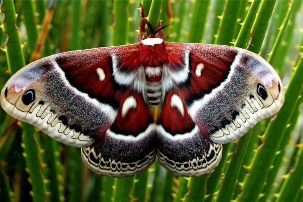 Cecropia moth - Photorator