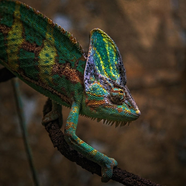 Chameleon  x  Photo By Tolo Duran
