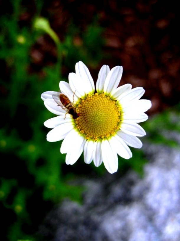 Chamomile-Chamamaemelum nobile and Bee 