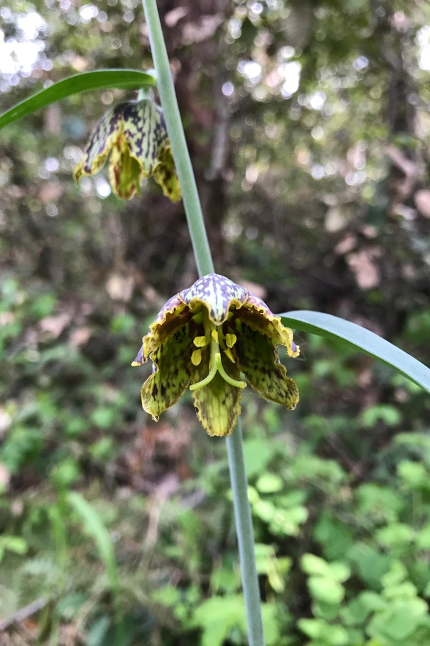 Checker Lily Fritillaria affinis Saratoga Gap Trail California 