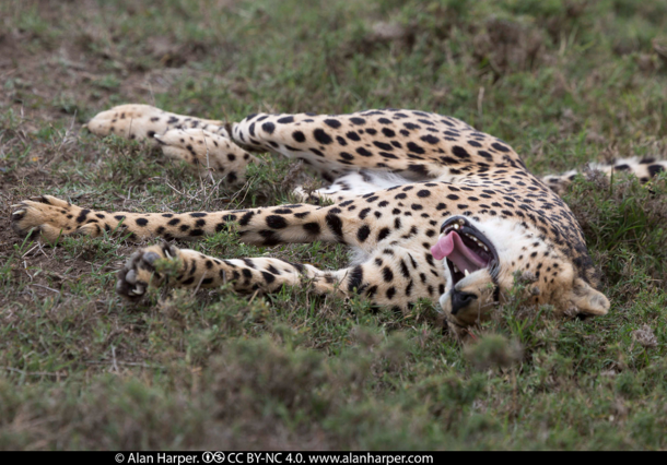 Cheetah Acinonyx jubatus 