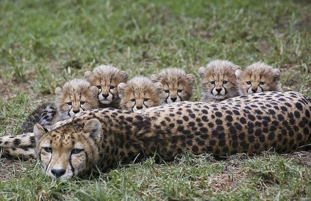 Cheetah and family