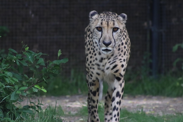 Cheetah at Memphis Zoo