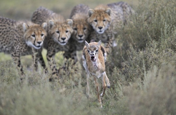 Cheetah cubs engage in hunting practice with a wounded Thomsons gazelle calf in Serengeti National Park Tanzania 
