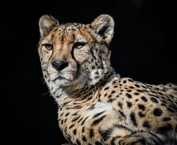 Cheetah Photo credit to Trevor McKinnon