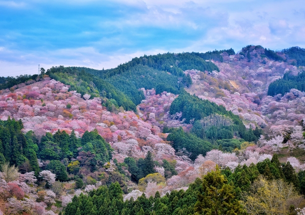 Cherry Blossom at Yoshinoyama Japan 