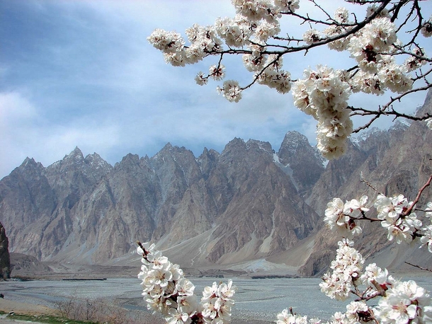 Cherry Blossom of Upper Hunza amp Passu Cones At Background 