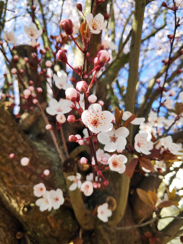 Cherry blossom tree BremenGermany 