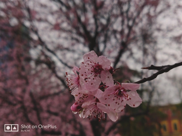 Cherry blossoms and rain just lovely