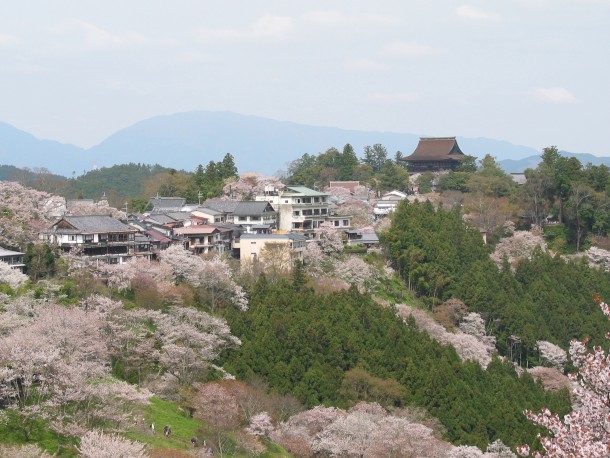 Cherry blossoms at Yoshino Japan 