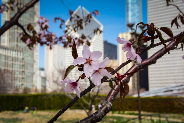 Cherry Blossoms in Millennium Park Chicago 