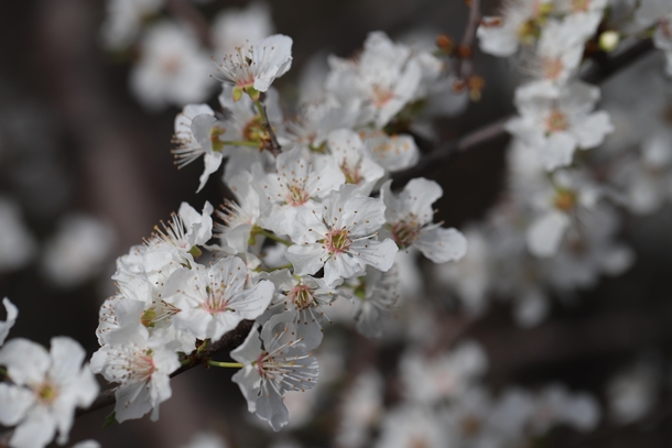 Cherry Blossoms Los Trancos Open Space Preserve California 
