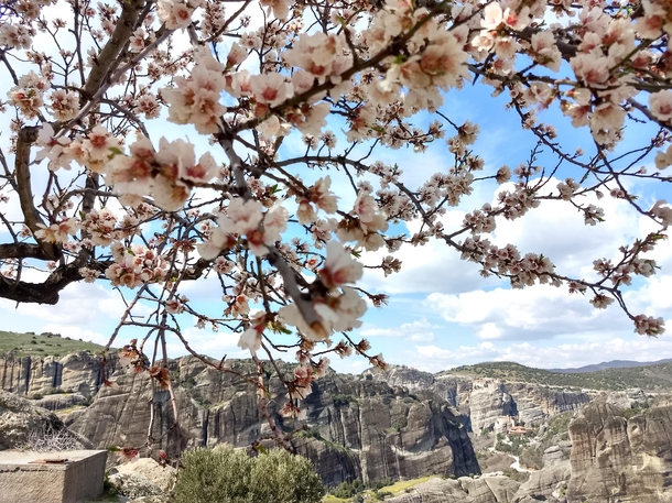 Chery blossom tree outside a monastery in Meteora greece 