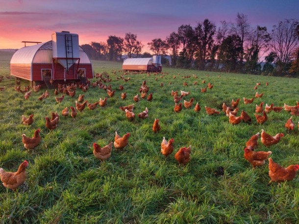 Chicken Farm Pennsylvania 