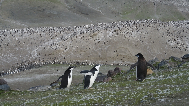 Chinstrap Penguin colony Pygoscelis antarcticus at Baily Head Deception Island 