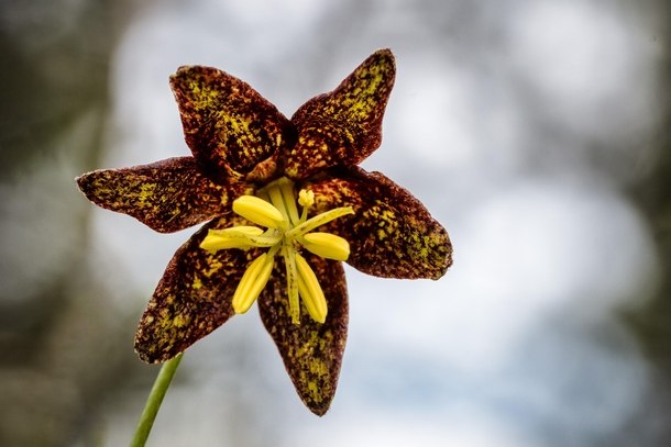 Chocolate Lily - Fritillaria atropurpurea from the Bitterroot Mountains Montana