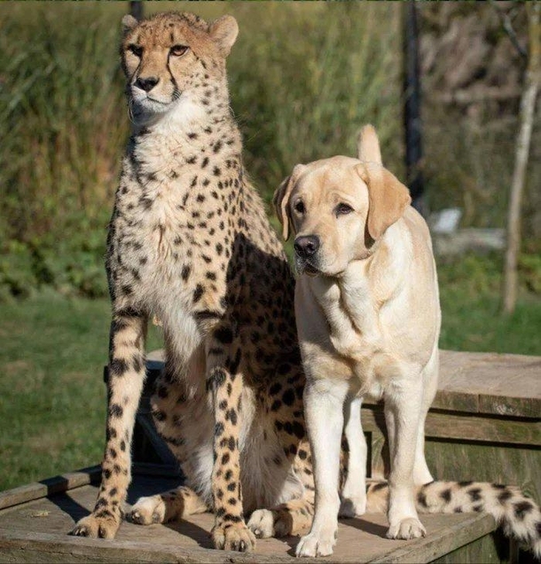 Chog Cheetah  dog