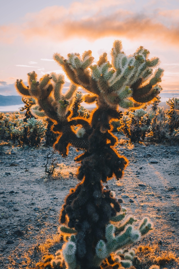 Cholla Cactus lit by the sunrise Joshua Tree National Park 