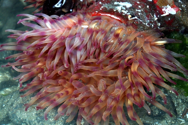 Christmas anemone Urticina crassicornis found in tide pool in Seattle WA 