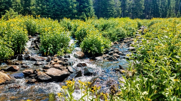Clear cool stream flowing through a field of flowers high up in the Colorado Rockies - Ward CO 