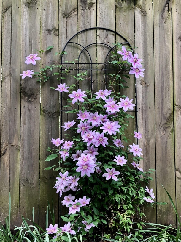 Clematis growing in Columbus OH