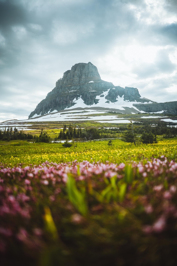 Clements Mountain Glacier National Park Montana I have a series of photos in the same location with different flowers and vibes I will post more 