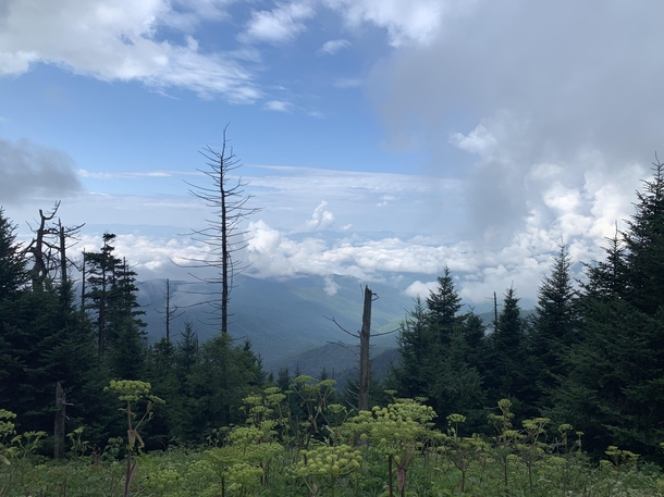 Clingmans Dome Tennessee USA 