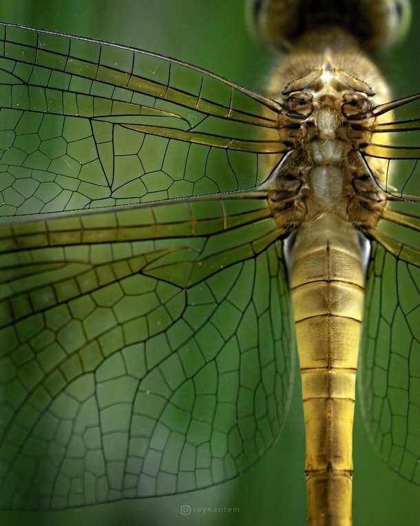 Closeup of a globe skimmer dragonfly