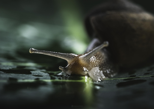 Closeup of a land snail