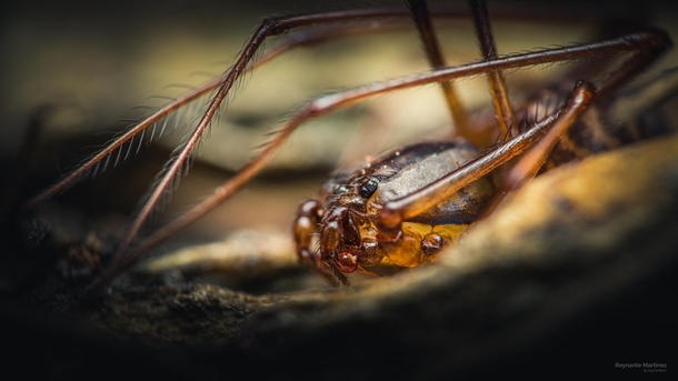 Closeup of a Spitting Spider