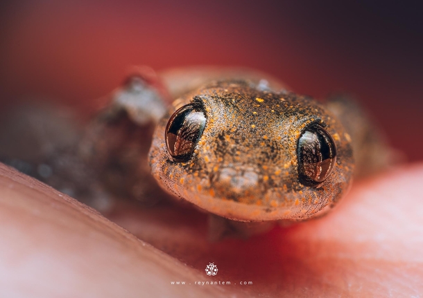 Closeup of a wounded baby Asian House Gecko