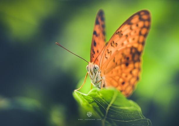 Closeup shot of a Common Leopard butterfly
