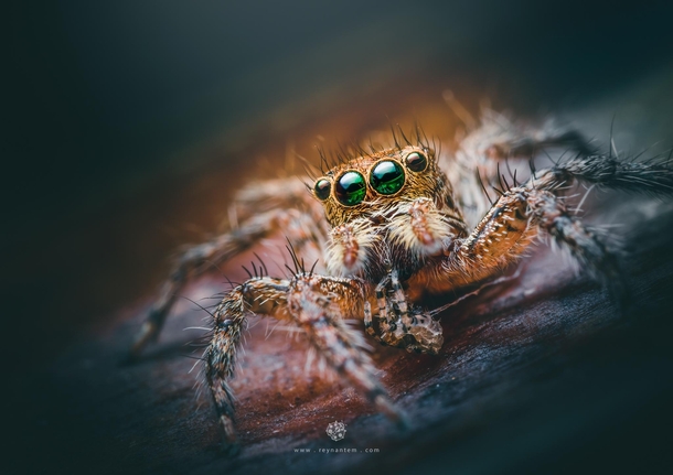 Closeup shot of a female jumping spider with another spider meal