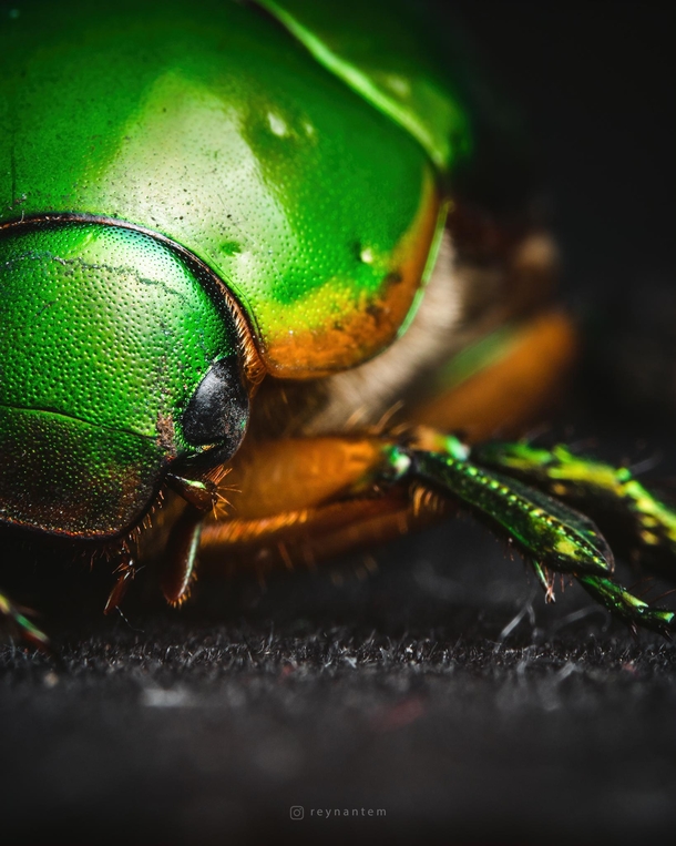 CLoseup shot of a green scarab beetle