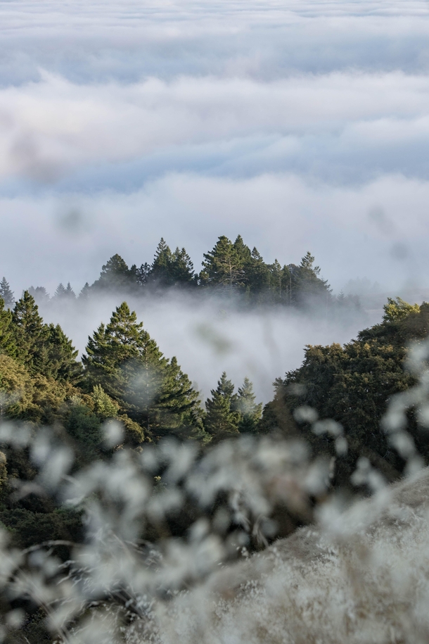 Clouds Forming Islands of Trees on Mount Tamalpais California 