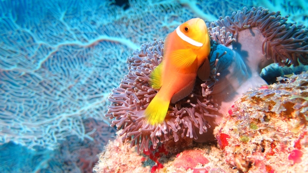 Clownfish 