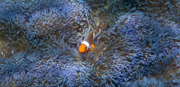 Clownfish in a blue anemone off the coast of Borneo 