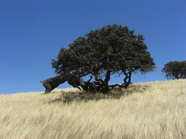 Coast Live Oak Quercus agrifolia Pacheco Pass Park California 