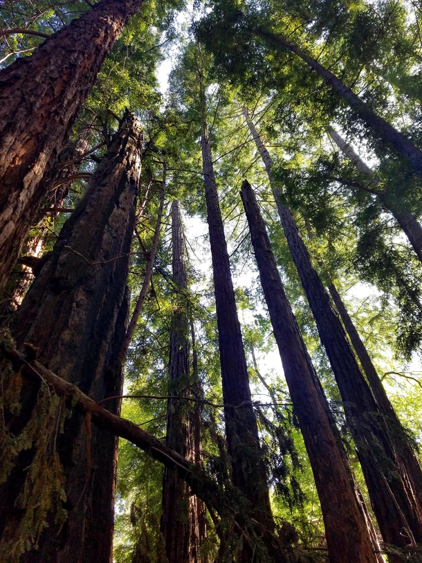 Coastal Redwoods - Pfieffer State Park Big Sur California 