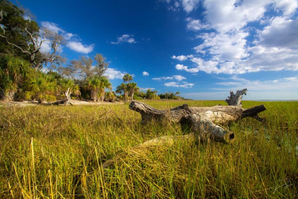 Coastal Wetlands - Shired Island Florida 