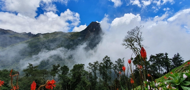 Cocora Valley Colombia 