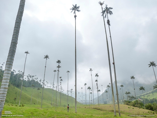 Cocora valley Colombia Home to the worlds tallest palm trees 